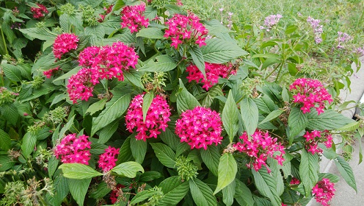 花壇の植え替えをしました 活動報告 かつしか花いっぱいのまちづくり