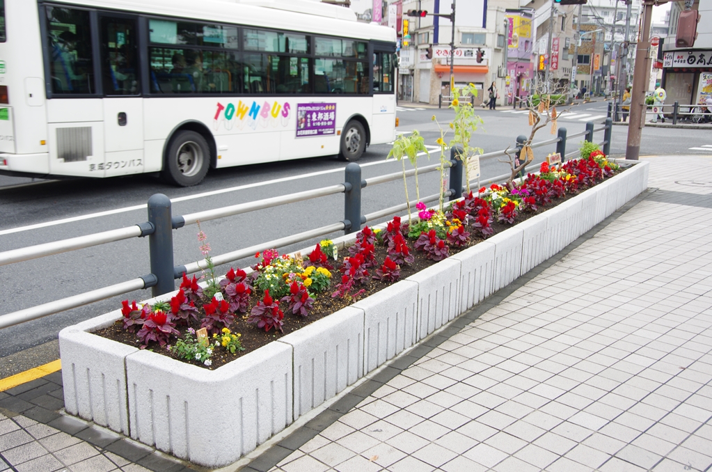 亀有花風船の会花壇：写真