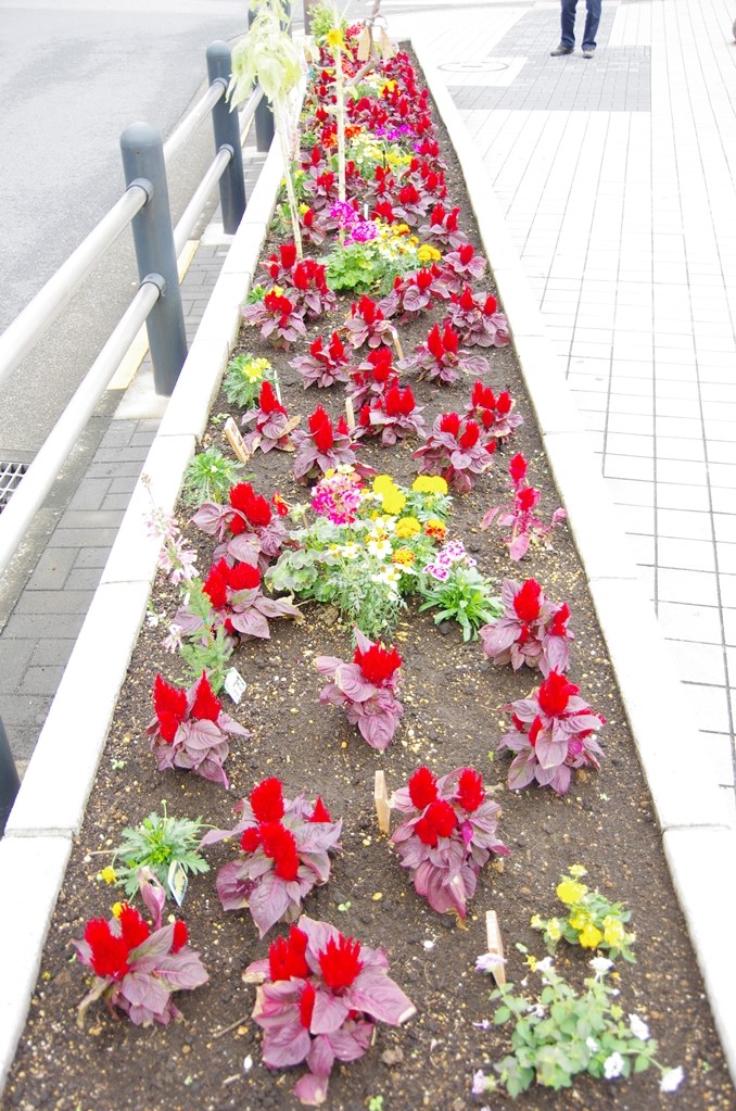 亀有花風船の会花壇：写真