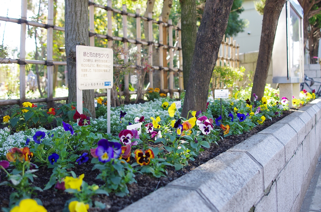 区立上小松小学校花壇：写真