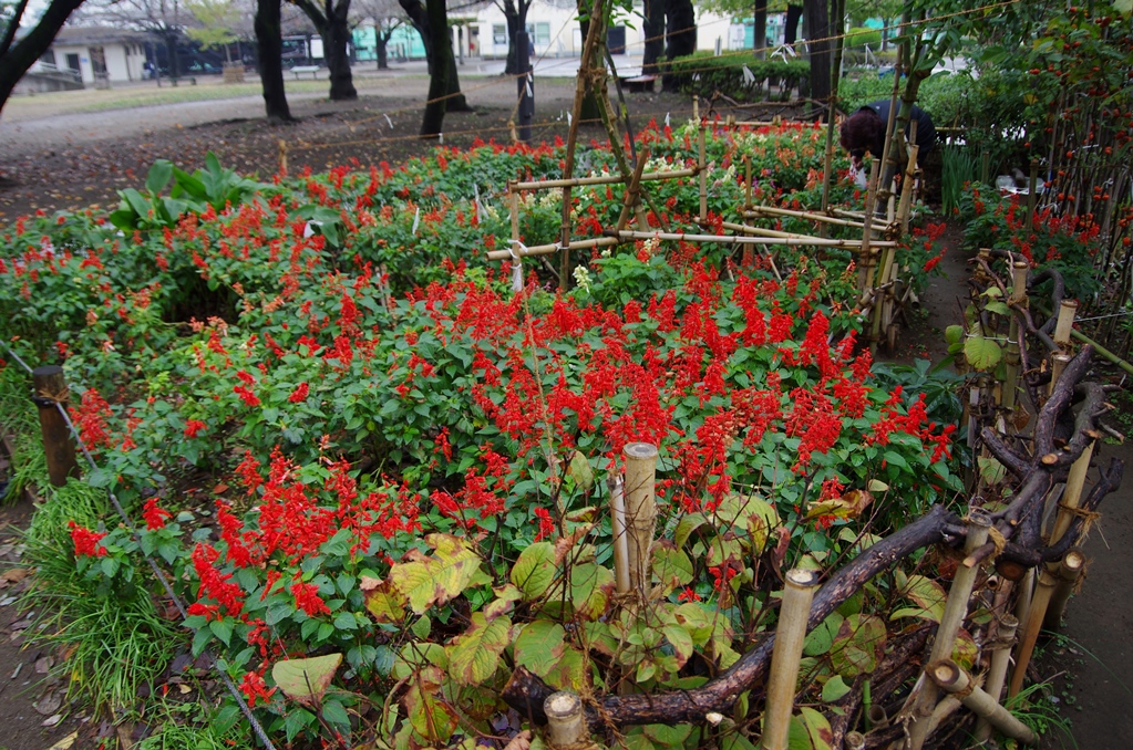 区立上千葉砂原公園花壇：写真