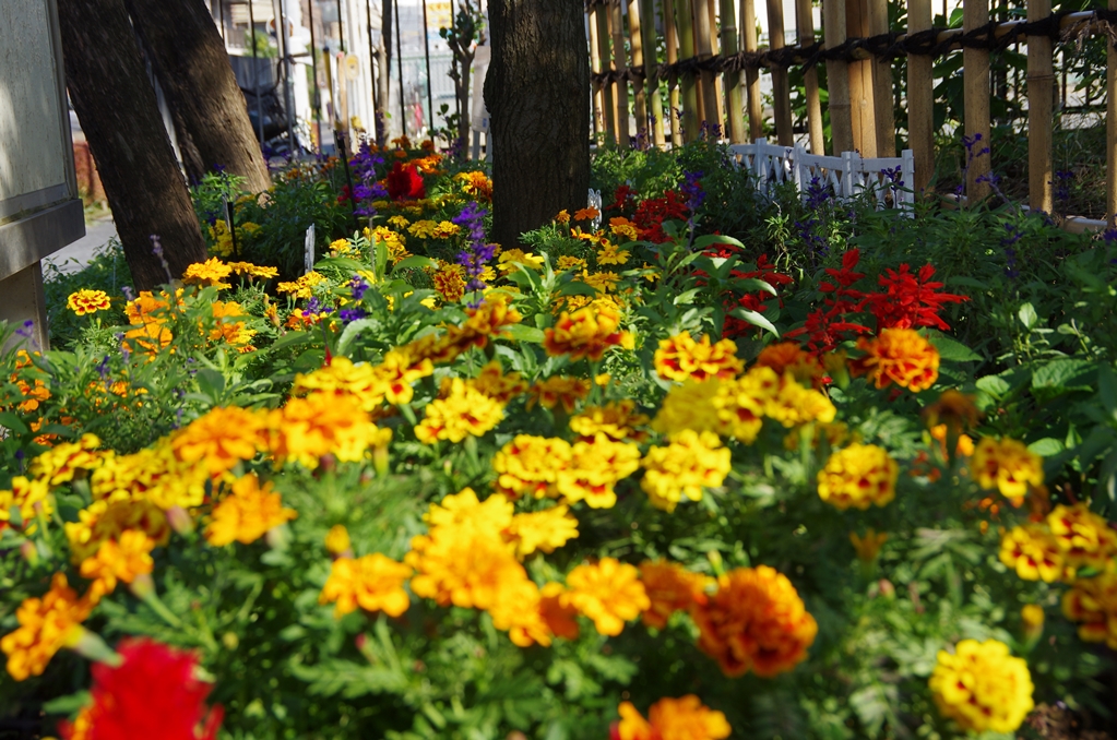 花壇コンクール かつしか 花いっぱいのまちづくり