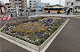 柴又フロリズ花壇（東柴又小学校）