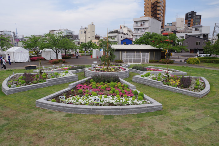 曳舟川親水公園花筏の会:写真