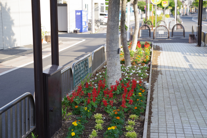 細田3丁目花をいっぱいにする会:写真