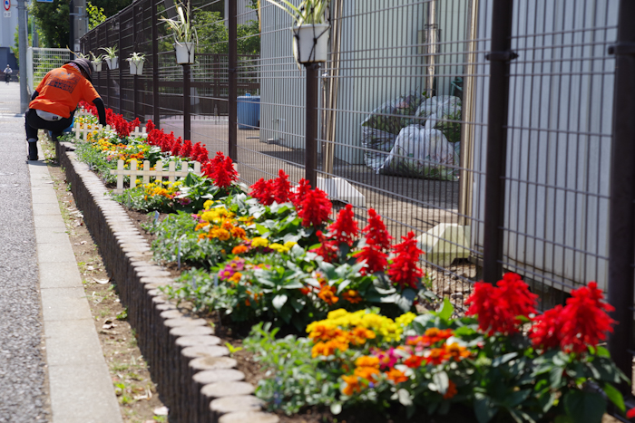 原田小学校学校地域応援団花植班:写真