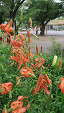宿根草のエリアで