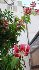 移植して５－６年後に、