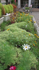 本日、花を元気にする作業日。