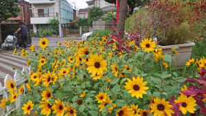 花が増えてきた