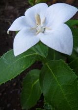 秋の花壇