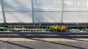 花が溢れる花壇