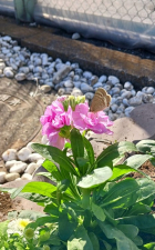 ストックの花に蝶✿