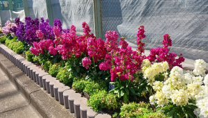 ストックの花✿