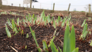 新芽が出てきた！