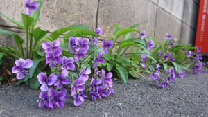 路地裏で咲く