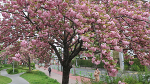 最後の観桜