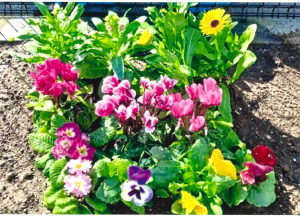 原田小学校学校地域応援団 花植班花壇