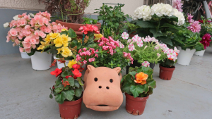 季節の花