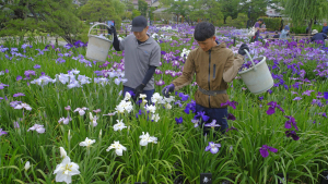 「ハナショウブ」育成