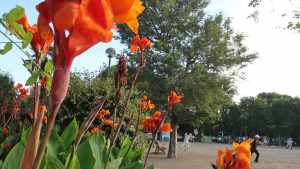 夏の花