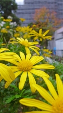 黄色の花壇