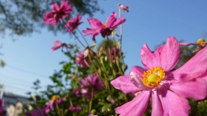 秋の花壇