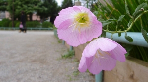 秋の花壇