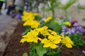 松南の森の花壇