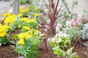 松南の森の花壇