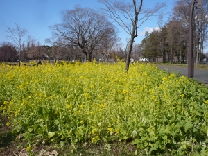 ナノハナ畑から青空の春を見る（水元公園(4)）
