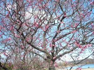 ほんのり恥ずかし、梅の花と青い空 (8)