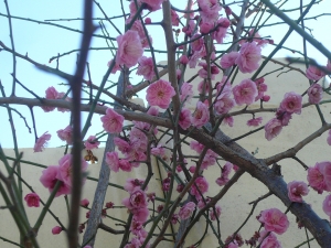 梅の花が満開です。