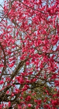 新宿中学校の花