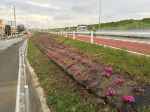 江戸川堤の芝桜