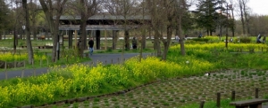 水元公園は花盛り その1