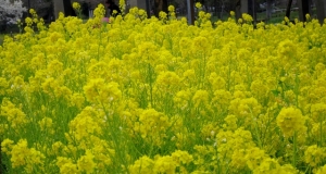 水元公園は花盛り その2