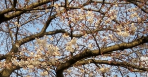 水元公園の桜