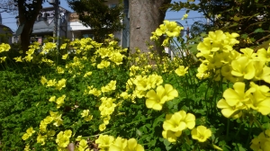 逞しく映える、生える、栄える？