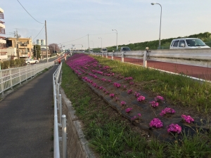 江戸川堤の芝桜