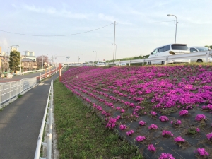 江戸川堤の芝桜