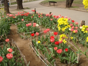 お花いっぱい上千葉砂原公園の花園