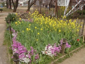 菜の花も桜草も満開