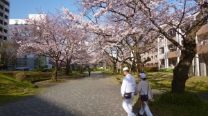 お花見できますよ～！