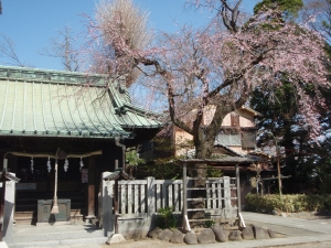 水元香取神社の枝垂桜