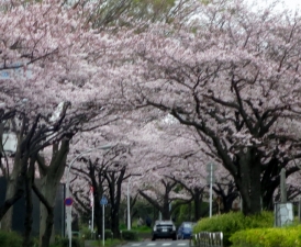 さくら土手 その1