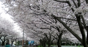 東金町５丁目さくら土手の桜 その1