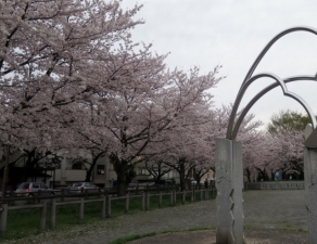 東金町５丁目さくら土手の桜 その2