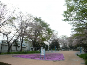 桜より芝桜