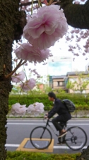 桜の通学路